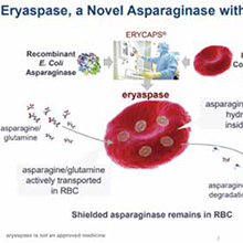 晚期胰腺导管腺癌 eryaspase联合化疗二线治疗获益研究