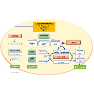 结直肠癌 新模型发现更多DPYD变异以预测氟尿嘧啶类相关毒性