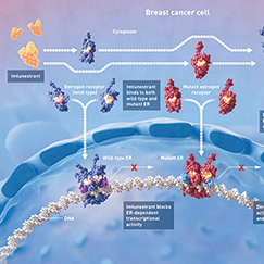 内分泌经治的ER阳性、HER2阴性晚期乳腺癌 基于imlunestrant的治疗方案有临床意义