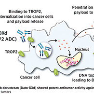 经治不可切除/转移性HR-HER2-乳腺癌 德达博妥单抗相较化疗可作新的治疗选择