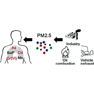 PM2.5特定成分与增高的前列腺癌风险相关