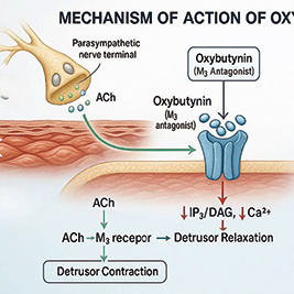 奥昔布宁在管理ADT相关潮热方面优于安慰剂