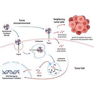 cT2~T3bN0M0期肌层浸润性膀胱癌 部分患者或可选择围手术期戈沙妥珠单抗联合帕博利珠单抗