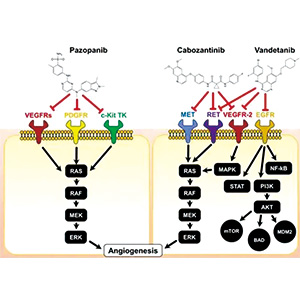 晚期肾细胞癌免疫疗法后 贝组替凡联合仑伐替尼还是单用cabozantinib？