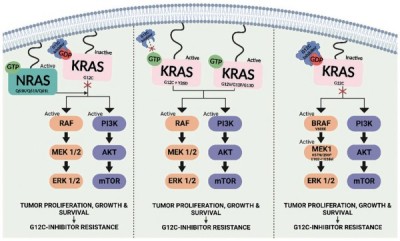 一线治疗KRAS G12C突变NSCLC ifebemtinib联合格索雷塞的疗效令人鼓舞